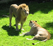 Panthera leo